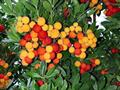 cane apple ، آربوتوس ، Dalmatian strawberry  ، Killarney strawberry tree